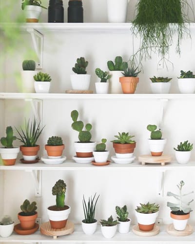 Ideas de decoración para salones con poco espacio 8 plantas-decoracion-espacios-pequeños